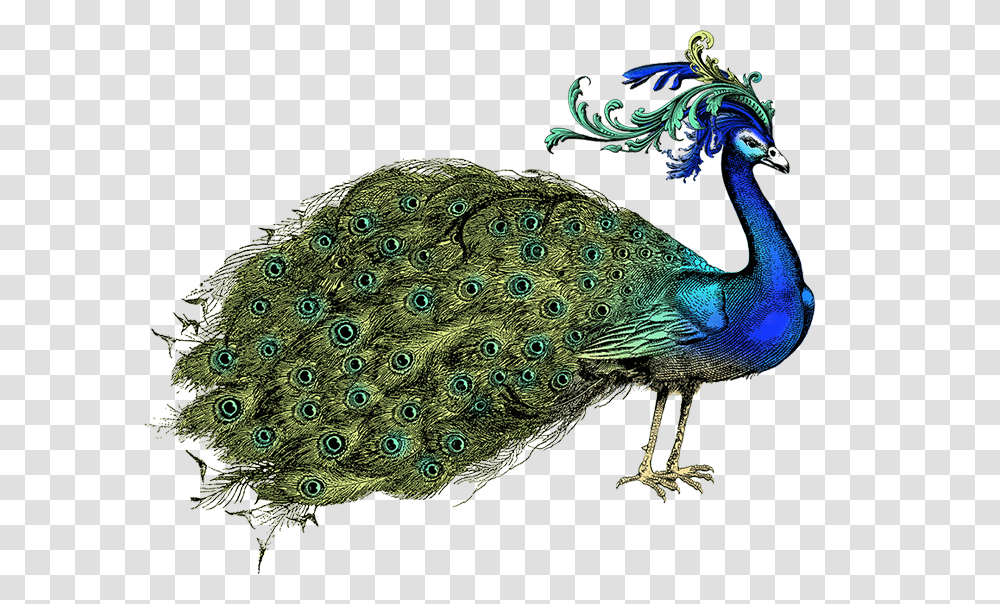 Peacock Peafowl, Bird, Animal, Dinosaur, Reptile Transparent Png