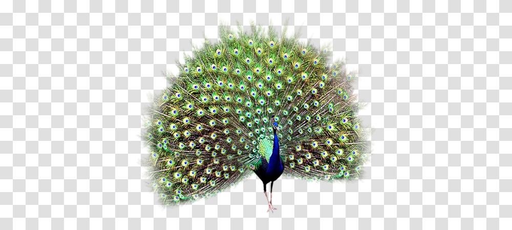 Peacock Peehen, Bird, Animal Transparent Png