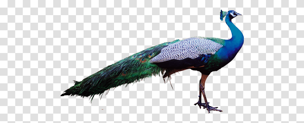 Peacock Psd Image Free Peacock, Bird, Animal Transparent Png