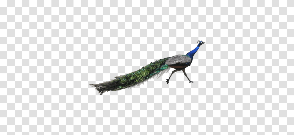 Peacock Running, Bird, Animal, Lizard, Reptile Transparent Png