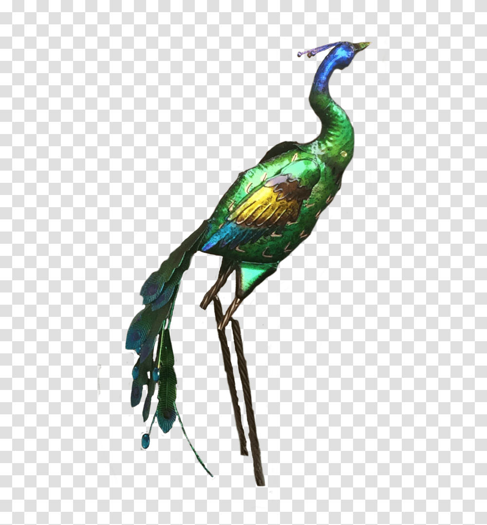 Peacock Stock, Bird, Animal, Parrot, Parakeet Transparent Png