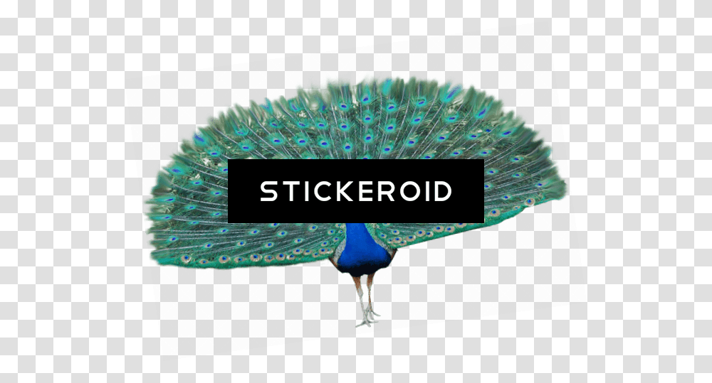 Peacock Wings, Bird, Animal, Brush, Tool Transparent Png