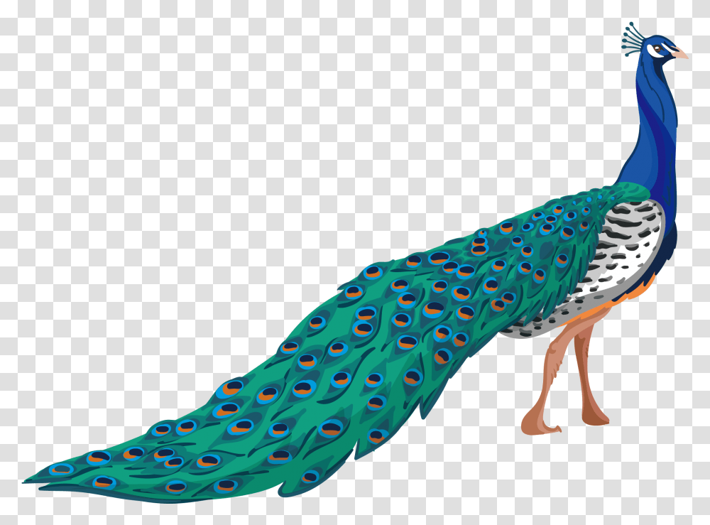 Peafowl Adobe Illustrator Tropical Bird Clipart, Animal, Peacock, Sock, Shoe Transparent Png