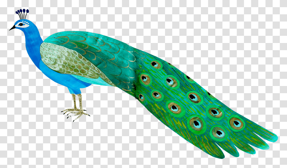 Peafowl, Animal, Bird, Fish, Peacock Transparent Png