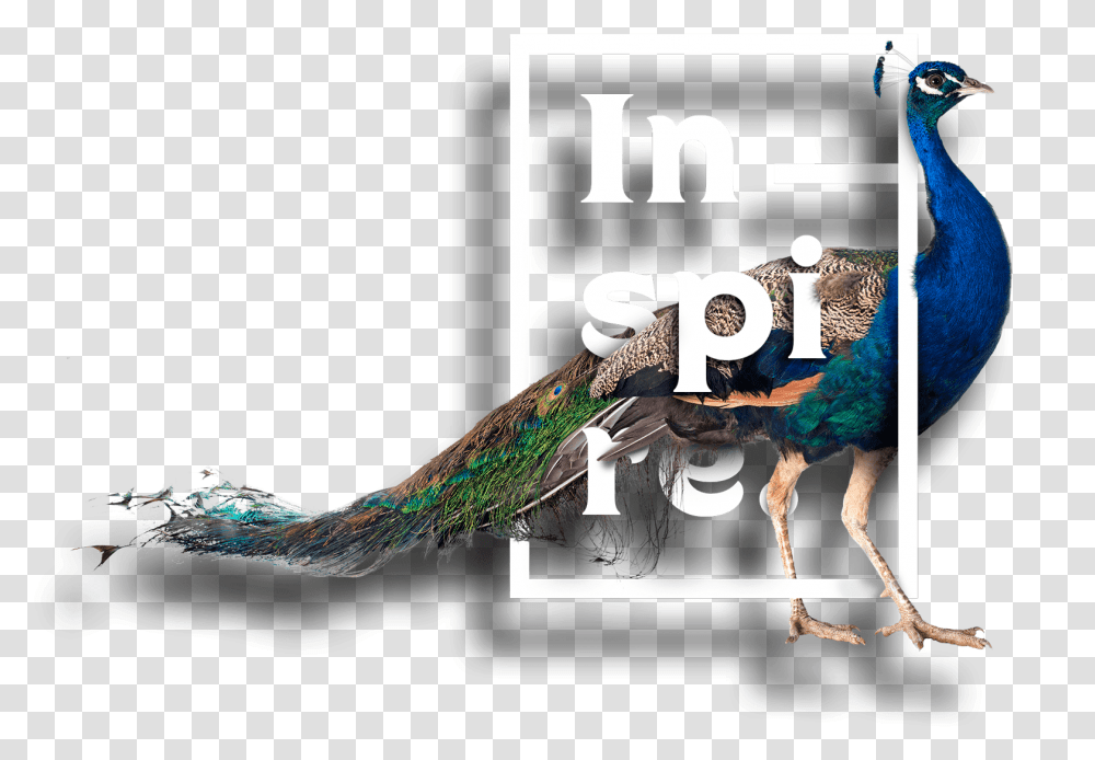 Peafowl, Animal, Bird, Peacock, Advertisement Transparent Png