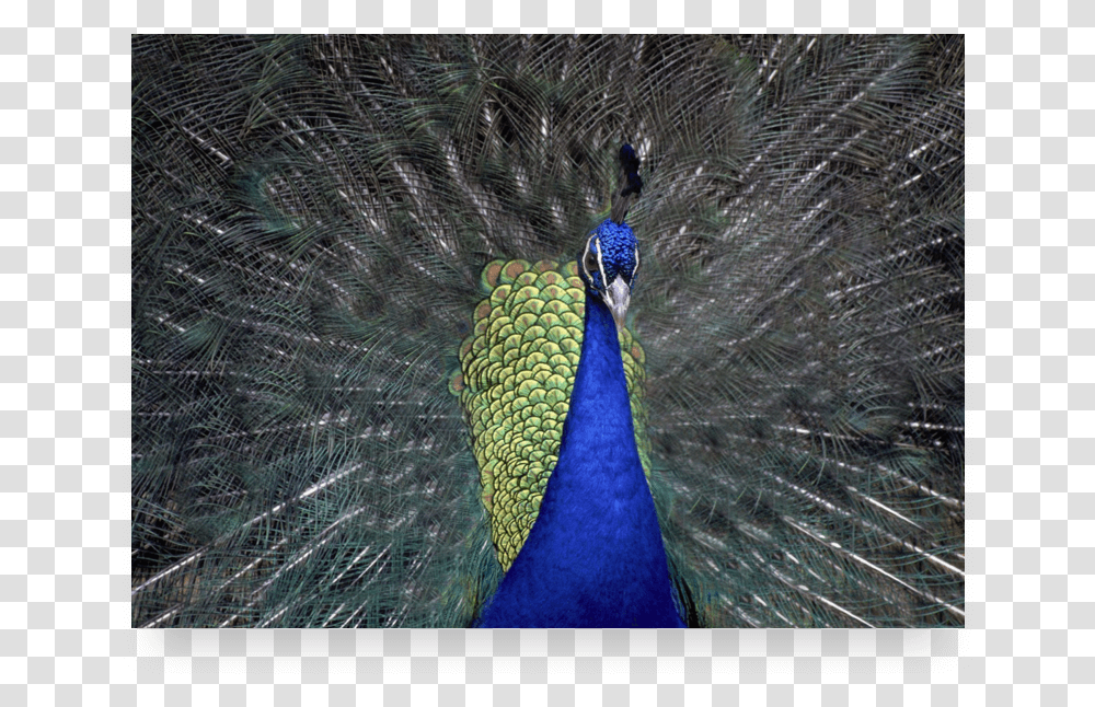 Peafowl, Animal, Bird, Peacock Transparent Png