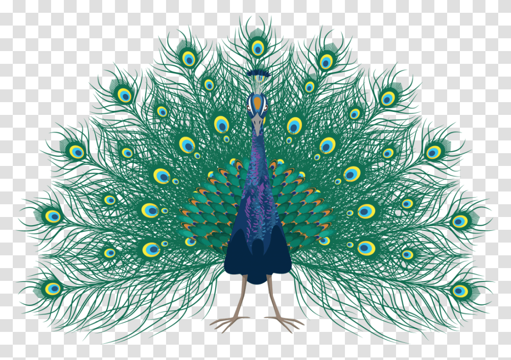 Peafowl, Bird, Animal, Pattern, Peacock Transparent Png