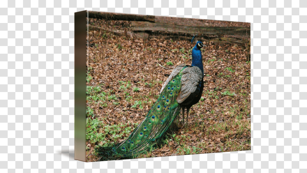 Peafowl, Bird, Animal, Peacock, Beak Transparent Png