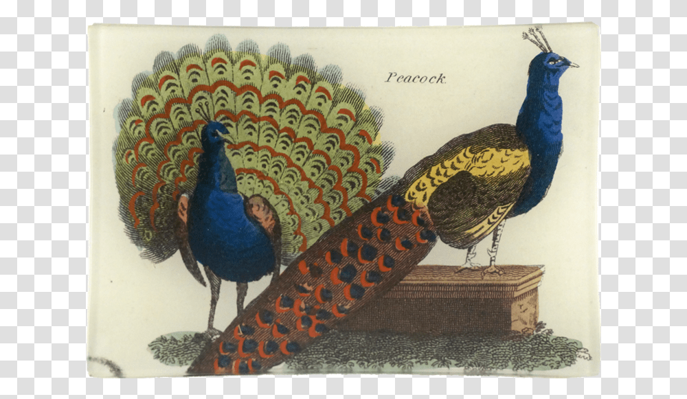 Peafowl, Bird, Animal, Peacock, Chicken Transparent Png