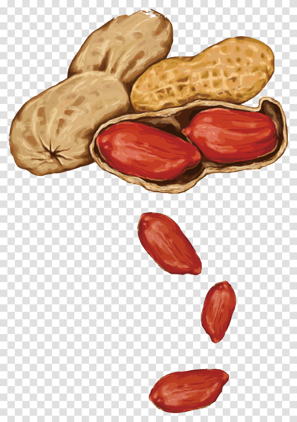 Peanut Almond Drawing, Plant, Vegetable, Food, Ketchup Transparent Png