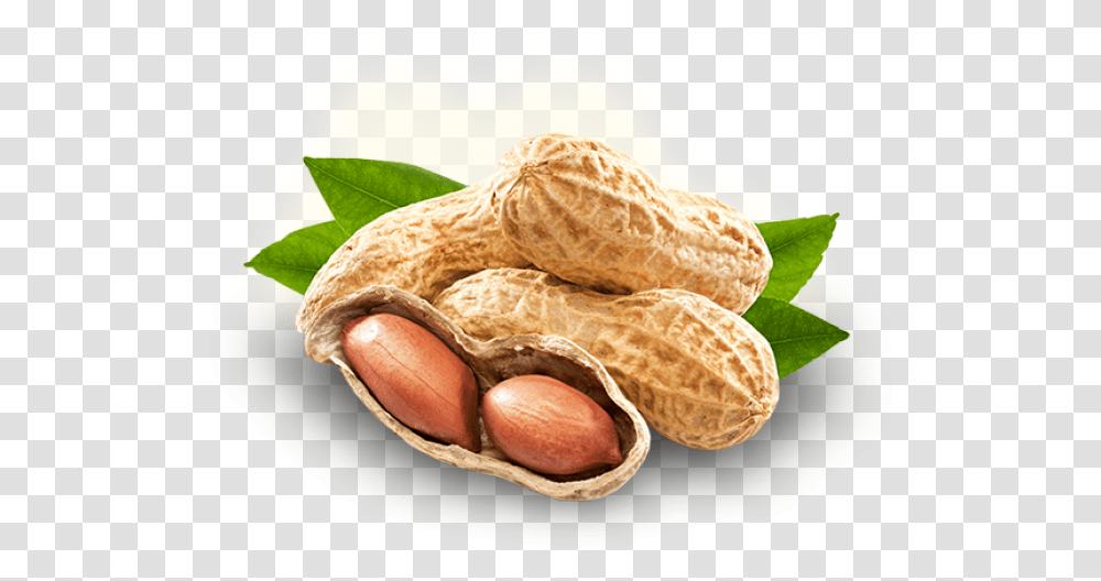 Peanut Images Mongphali, Plant, Vegetable, Food, Snake Transparent Png