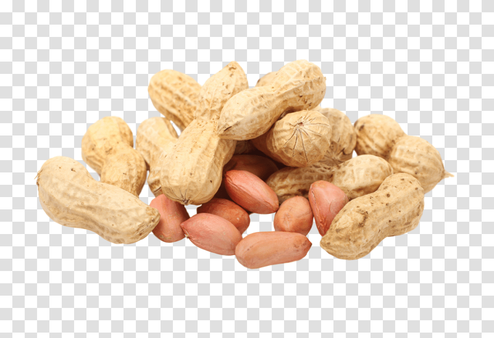 Peanut, Plant, Fungus, Vegetable, Food Transparent Png