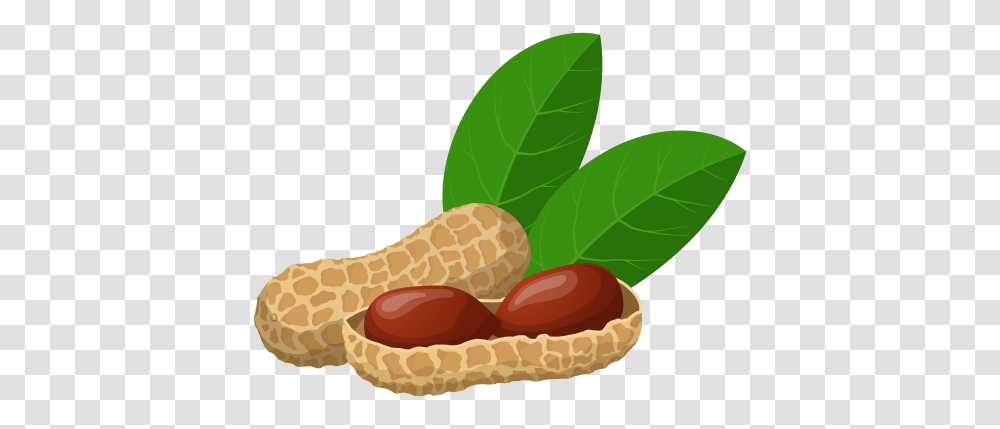 Peanut, Plant, Vegetable, Food, Almond Transparent Png