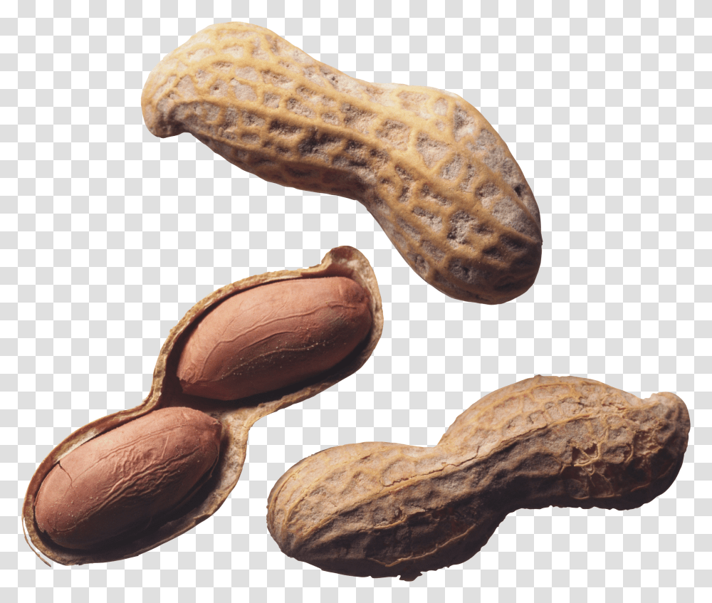 Peanut, Plant, Vegetable, Food, Snake Transparent Png