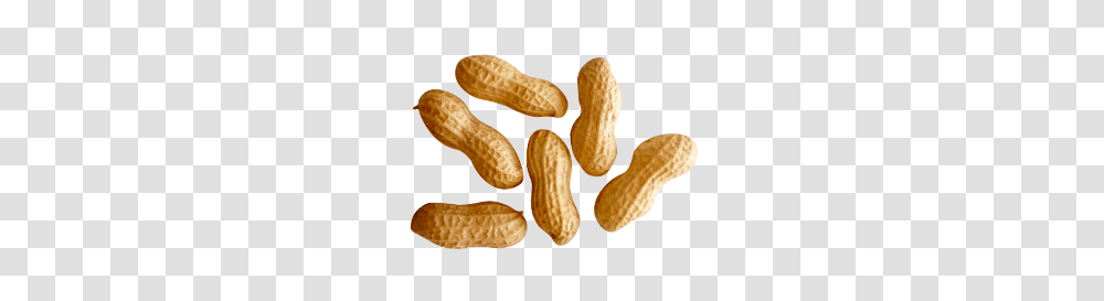 Peanut, Plant, Vegetable, Food, Sweets Transparent Png