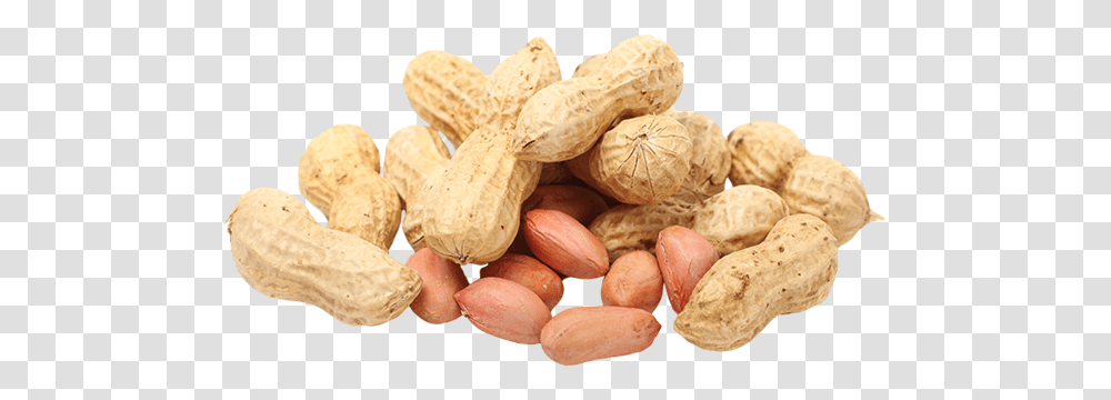 Peanut, Plant, Vegetable, Food, Teddy Bear Transparent Png