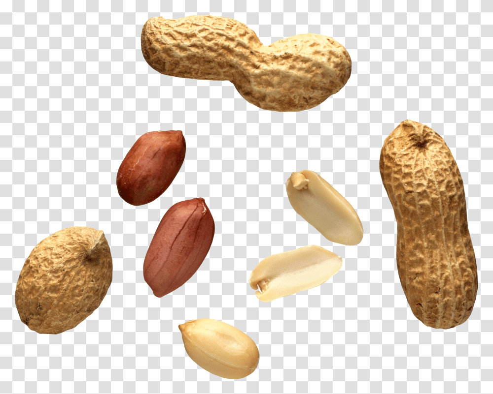 Peanut, Plant, Vegetable, Food Transparent Png