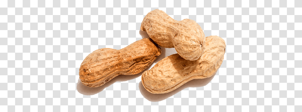 Peanut, Plant, Vegetable, Food Transparent Png