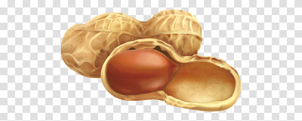 Peanut, Plant, Vegetable, Food Transparent Png