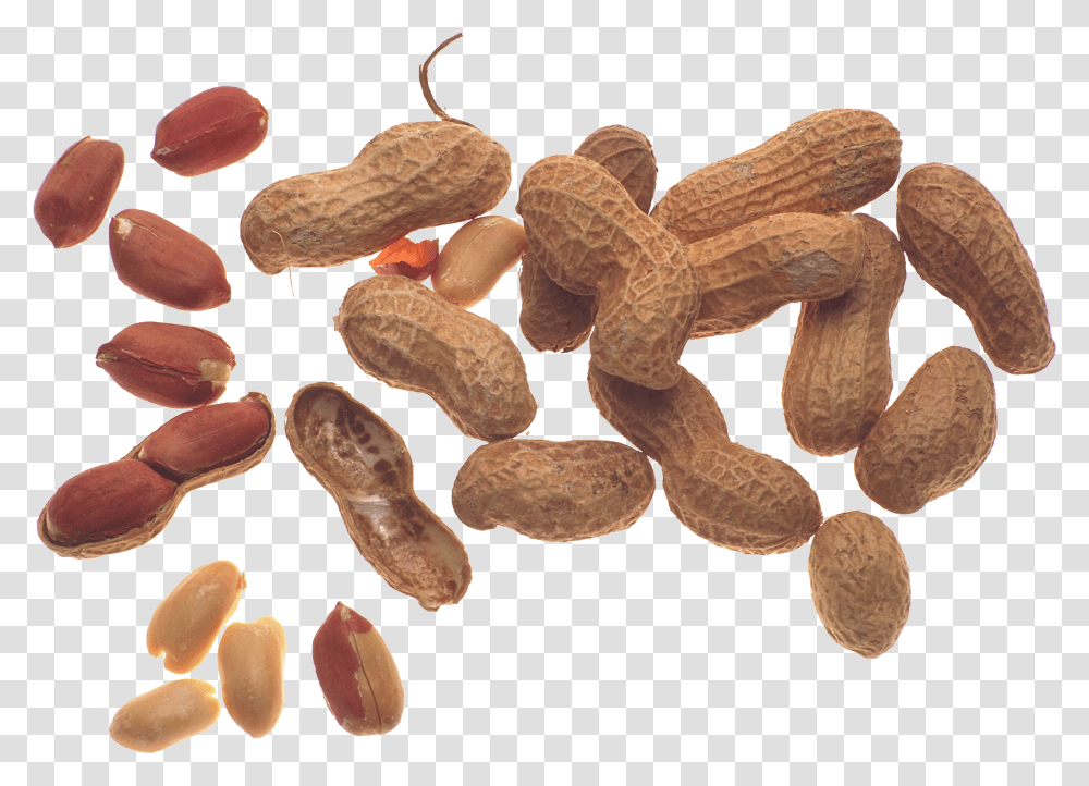 Peanut, Plant, Vegetable, Food Transparent Png