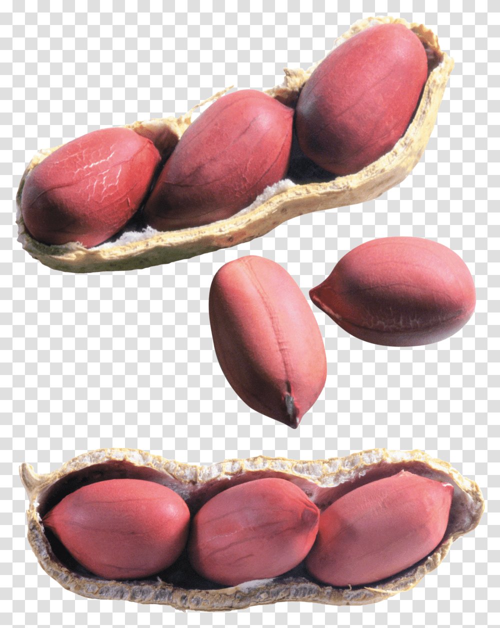 Peanut Transparent Png