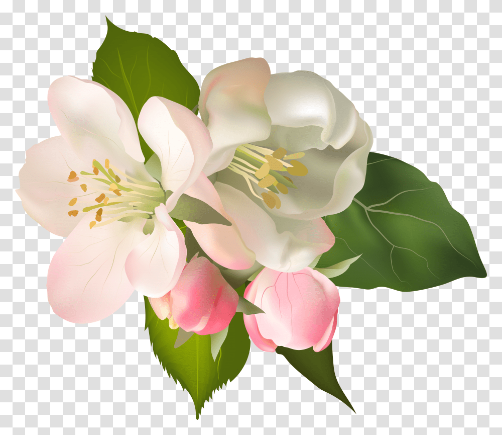 Pear Blossom Flower Clipart Graphic Freeuse Stock Floral Transparent Png