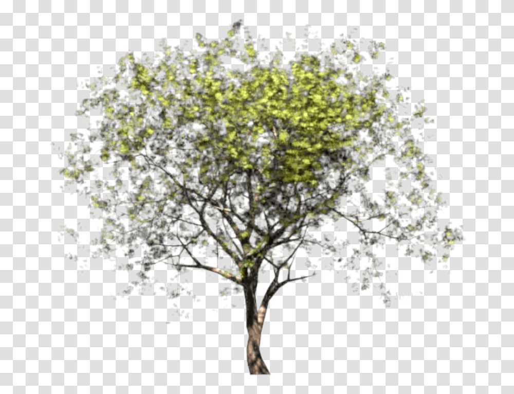 Pear Download River Birch, Plant, Tree, Flower, Drawing Transparent Png