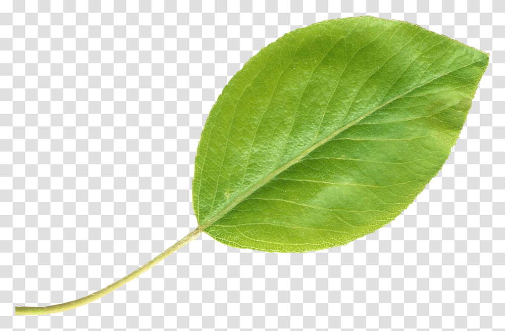 Pear Leaftransparent Leaf Singular, Plant, Tennis Ball, Sport, Sports Transparent Png