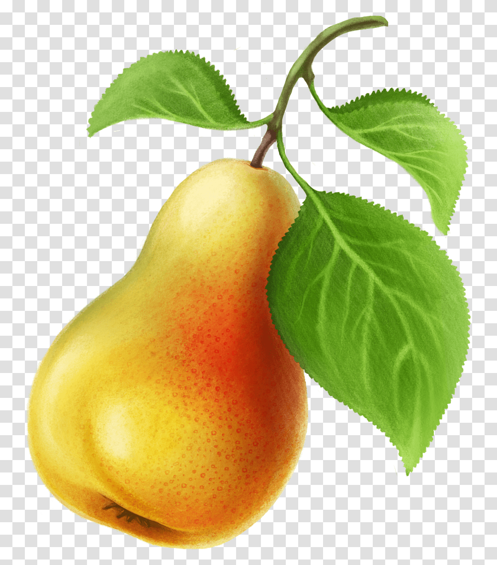Pear, Plant, Fruit, Food Transparent Png