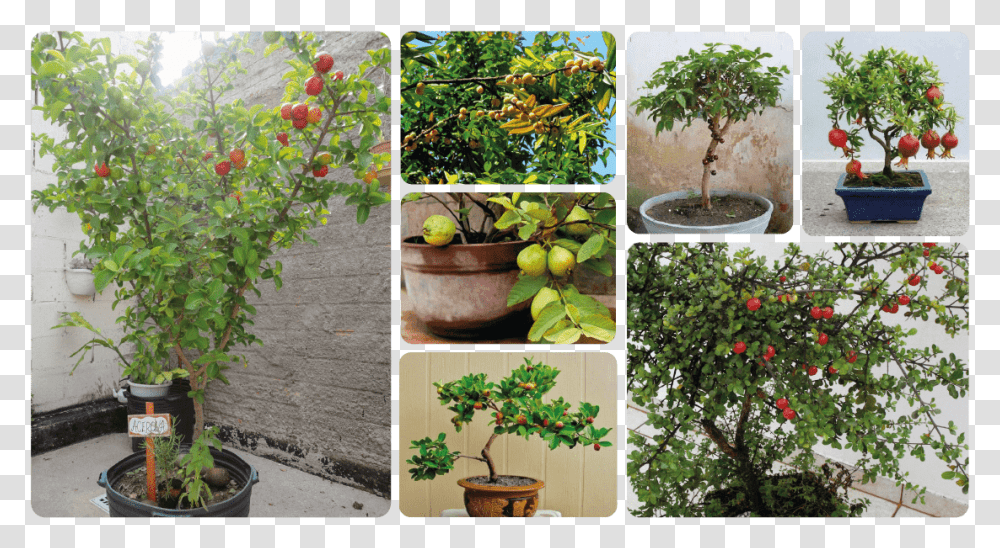 Pear, Potted Plant, Vase, Jar, Pottery Transparent Png