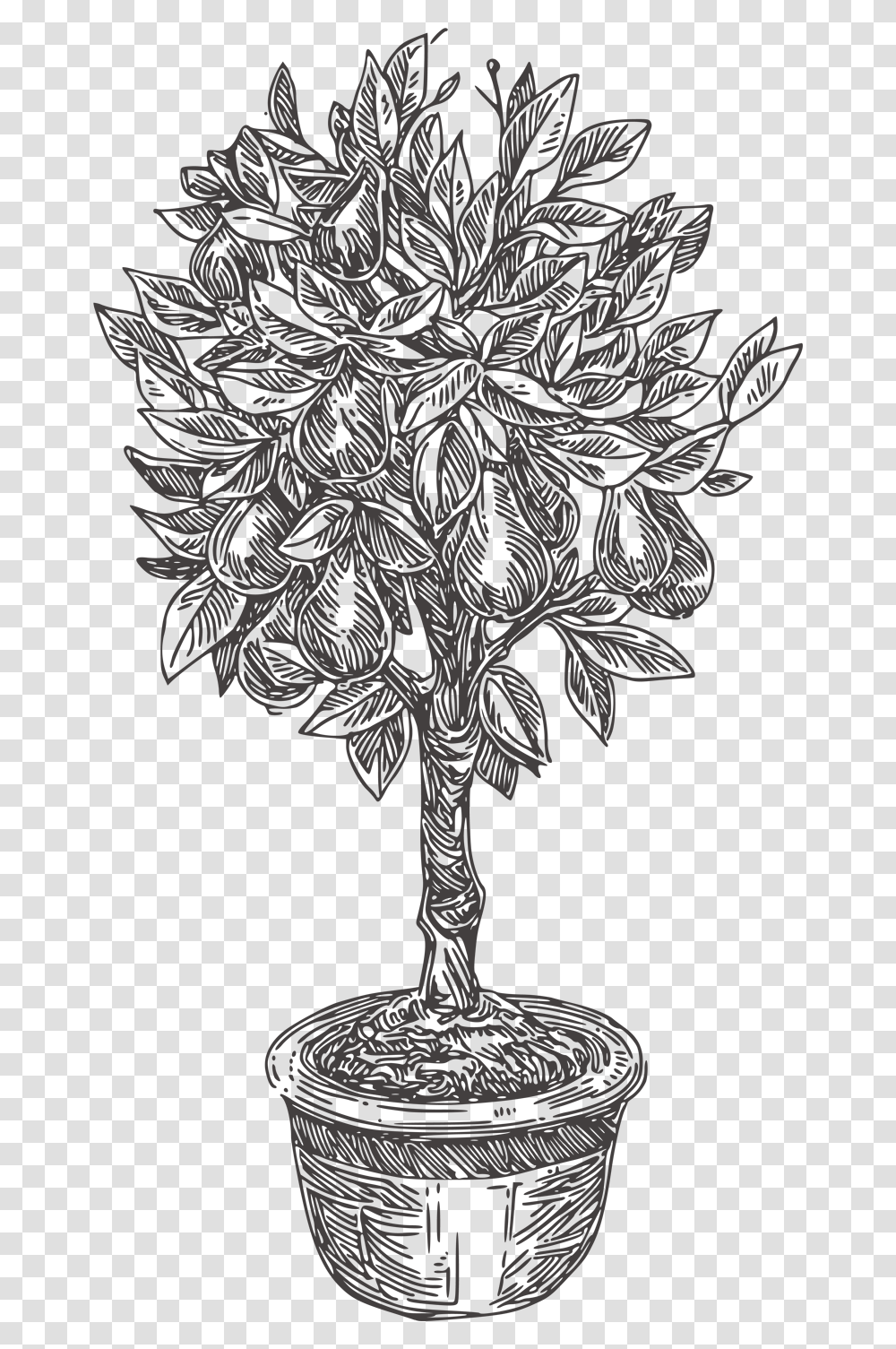 Pear Tree Houseplant, Lamp, Floral Design, Pattern Transparent Png