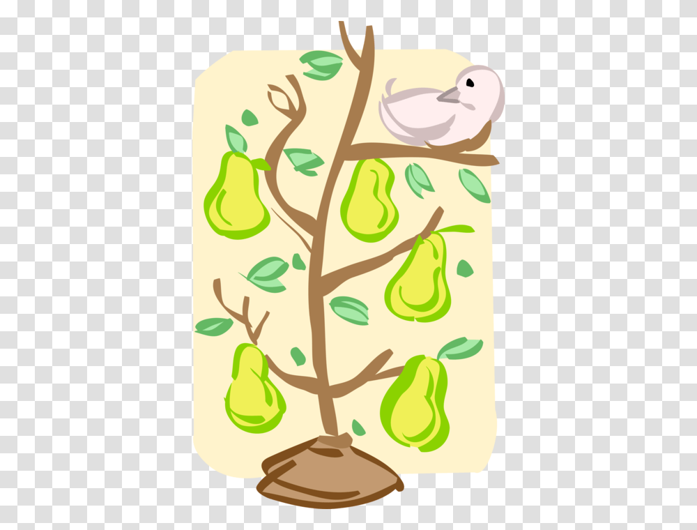 Pear Tree Partridge In A Pear Tree Vector, Plant, Seed, Grain, Produce Transparent Png