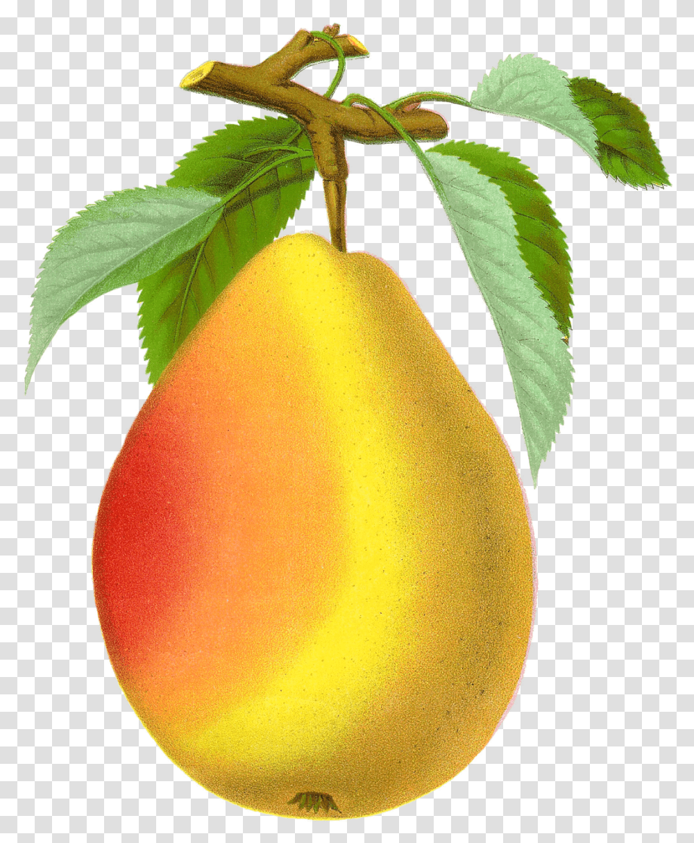 Pear Vintage Pear, Plant, Fruit, Food, Produce Transparent Png