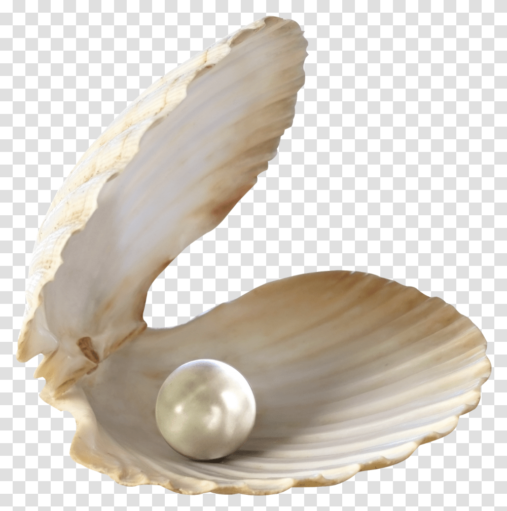 Pearl In Shell, Clam, Seashell, Invertebrate, Sea Life Transparent Png