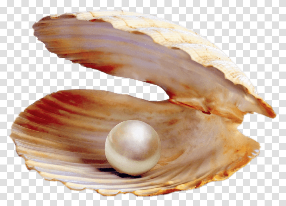Pearl In Shell Pearl In A Clam, Egg, Food, Accessories, Accessory Transparent Png