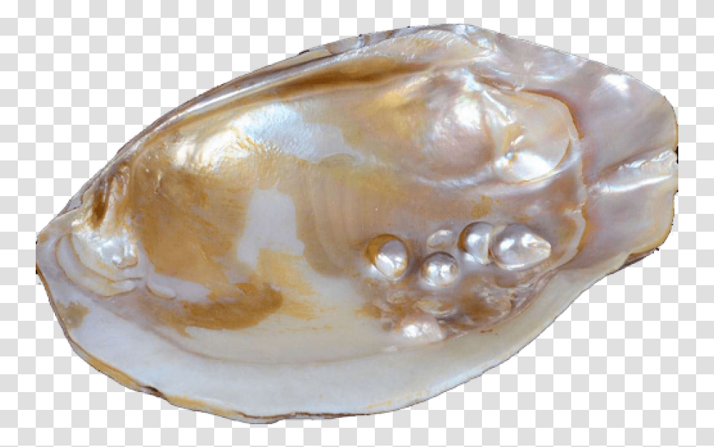 Pearl Oyster, Jewelry, Accessories, Accessory, Egg Transparent Png