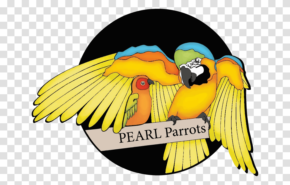 Pearl Parrots, Fish, Animal, Goldfish, Angelfish Transparent Png
