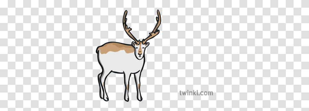 Peary Caribou Illustration Reindeer, Antelope, Wildlife, Mammal, Animal Transparent Png