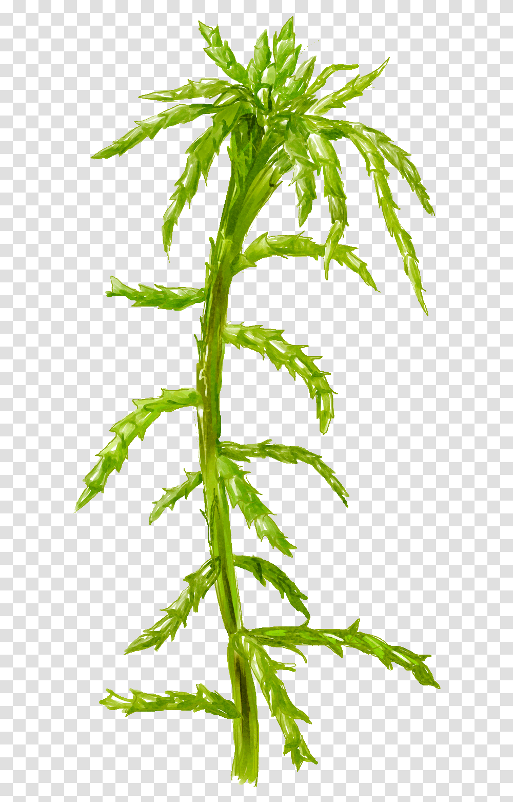 Peat Moss And A Close Up Of Large Dead Cells Full Plant Stem, Leaf, Flower, Blossom, Fern Transparent Png