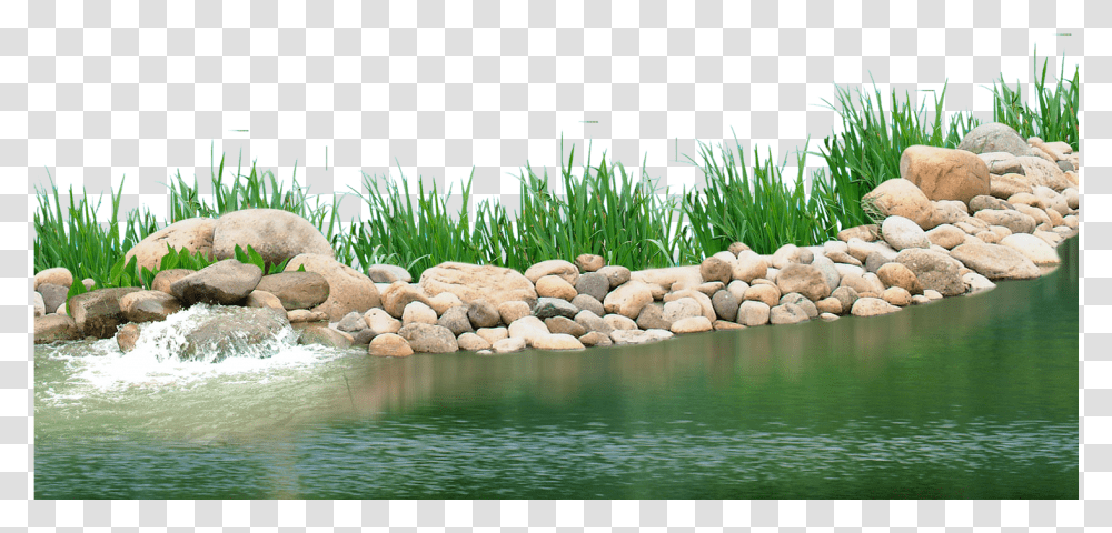 Pebbles Clipart Underwater Plant Background Pond, Nature, Outdoors, Bush, Vegetation Transparent Png