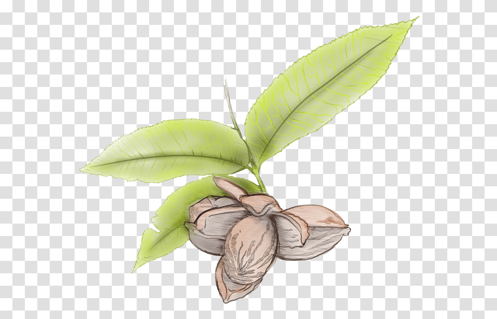 Pecan Leaves Illustration Illustration, Plant, Leaf, Food, Vegetable Transparent Png