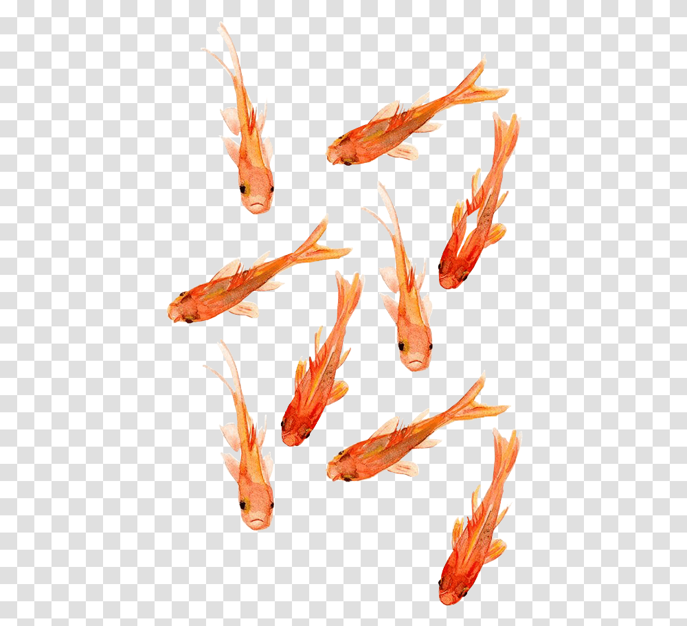 Peces Goldfish Wallpaper Iphone, Animal Transparent Png