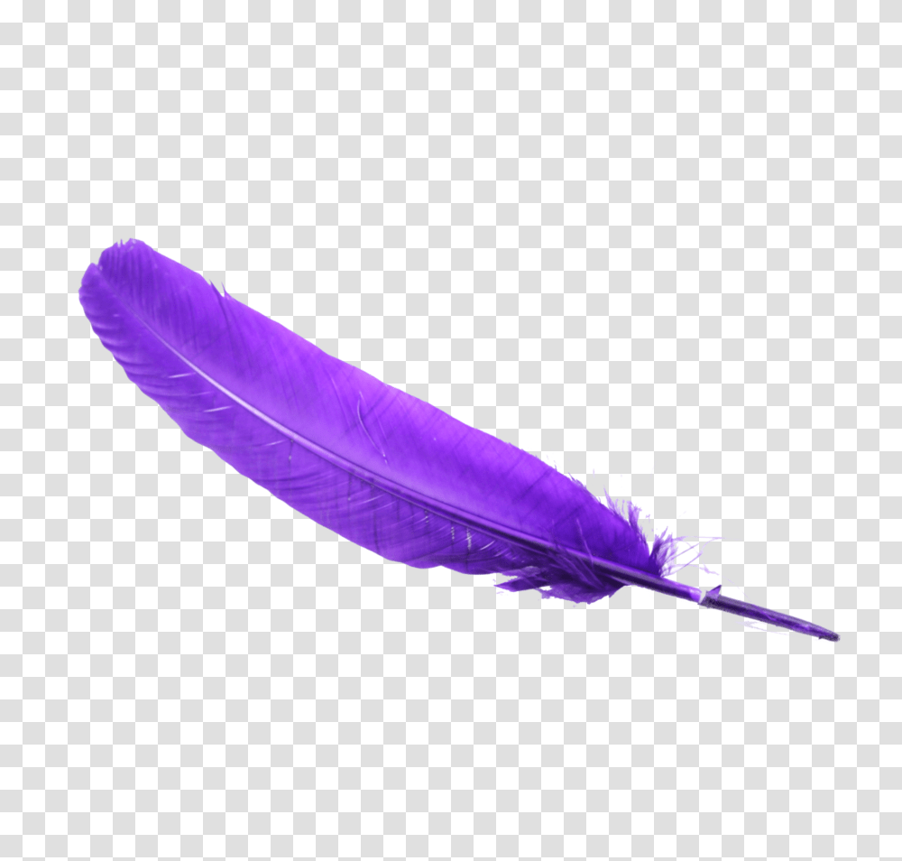 Ped Feather Chandelier Pngs, Purple, Plant, Flower, Blossom Transparent Png