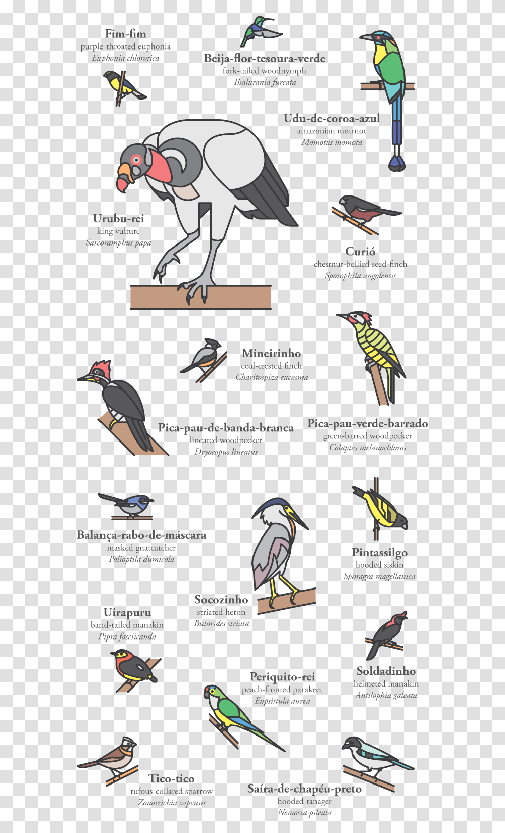 Pedro Machado Cerrado Birds Piciformes, Animal, Text, Outdoors, Nature Transparent Png