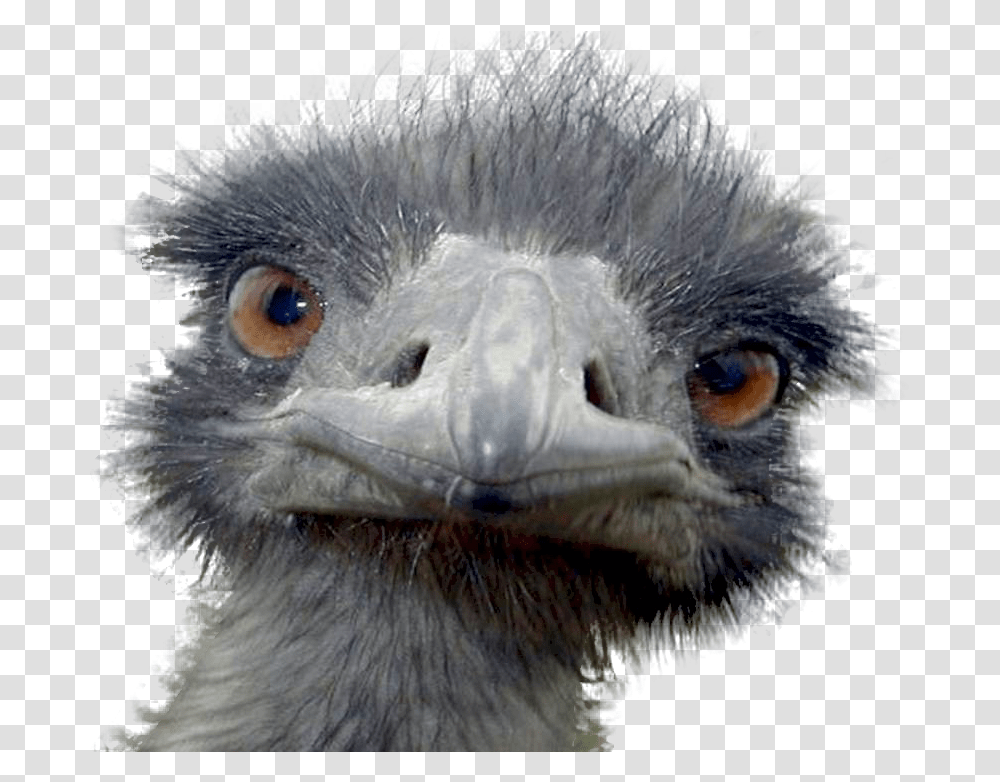 Peek A Boo Ostrich Postcards, Bird, Animal, Emu, Beak Transparent Png