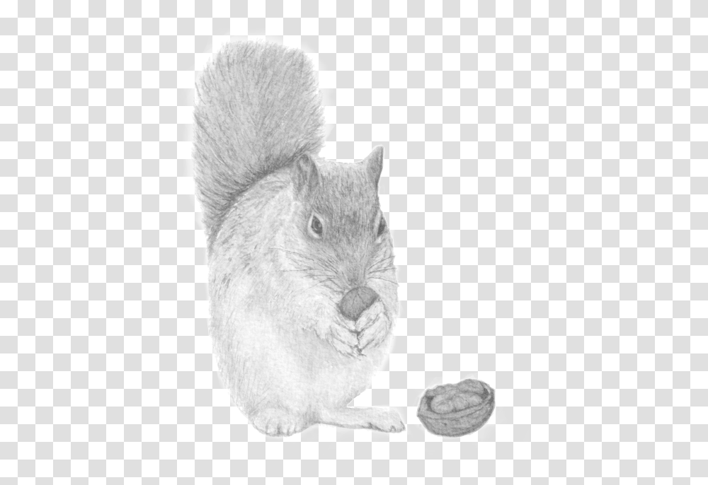 Peekaboo The Nutty Squirrel, Mammal, Animal, Rabbit, Rodent Transparent Png