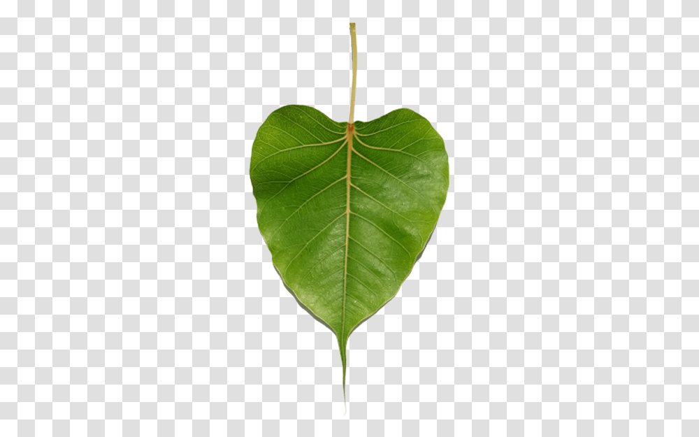 Peepal Leaf Picture Japanese Weeping Cherry Leaf, Plant, Tennis Ball, Sport, Sports Transparent Png