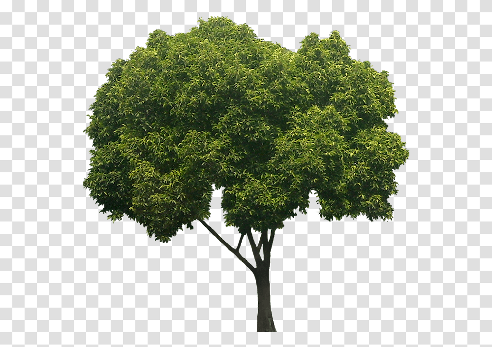 Peepal Tree White Background, Plant, Oak, Tree Trunk, Maple Transparent Png