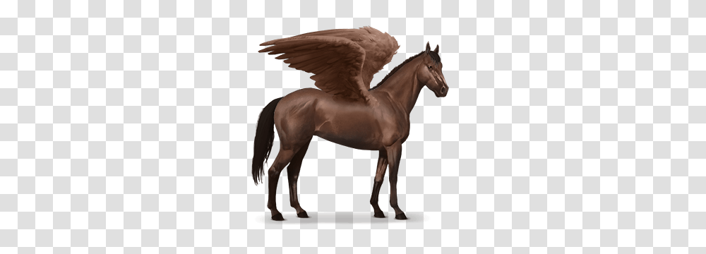 Pegasus, Fantasy, Horse, Mammal, Animal Transparent Png