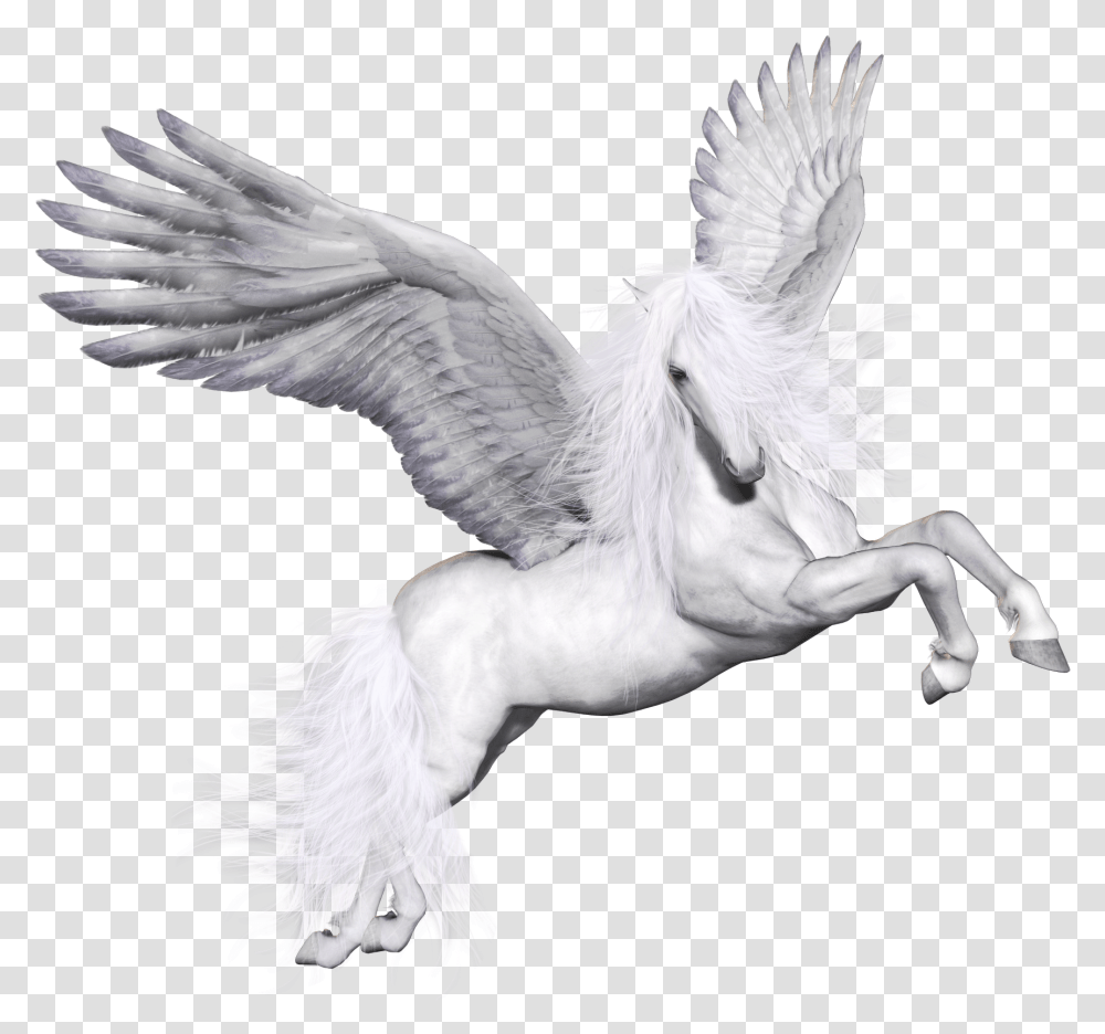 Pegasus Pegaso, Bird, Animal, Dove, Pigeon Transparent Png